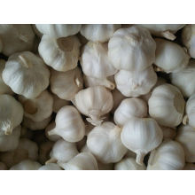 New Crop Chinese Fresh White Garlic